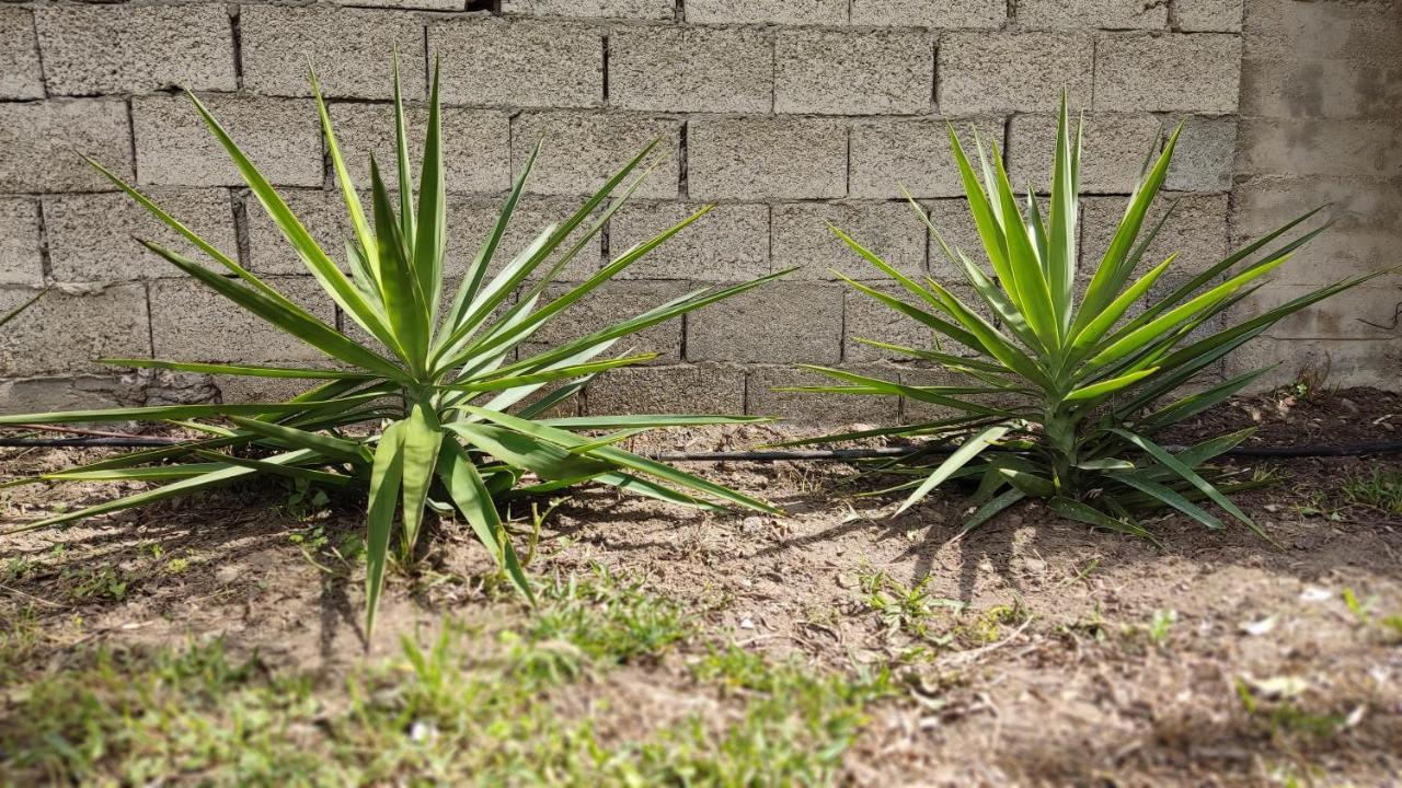 ニキティ Elina House And Gardenヴィラ エクステリア 写真