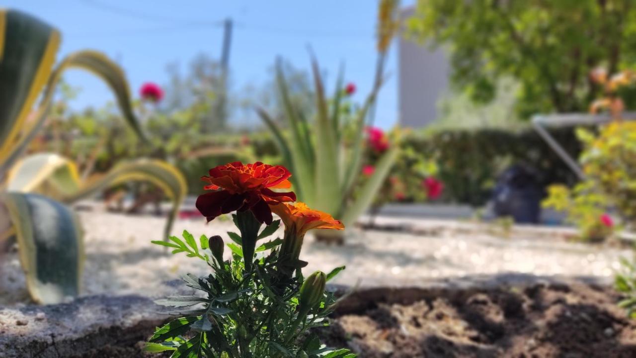 ニキティ Elina House And Gardenヴィラ エクステリア 写真