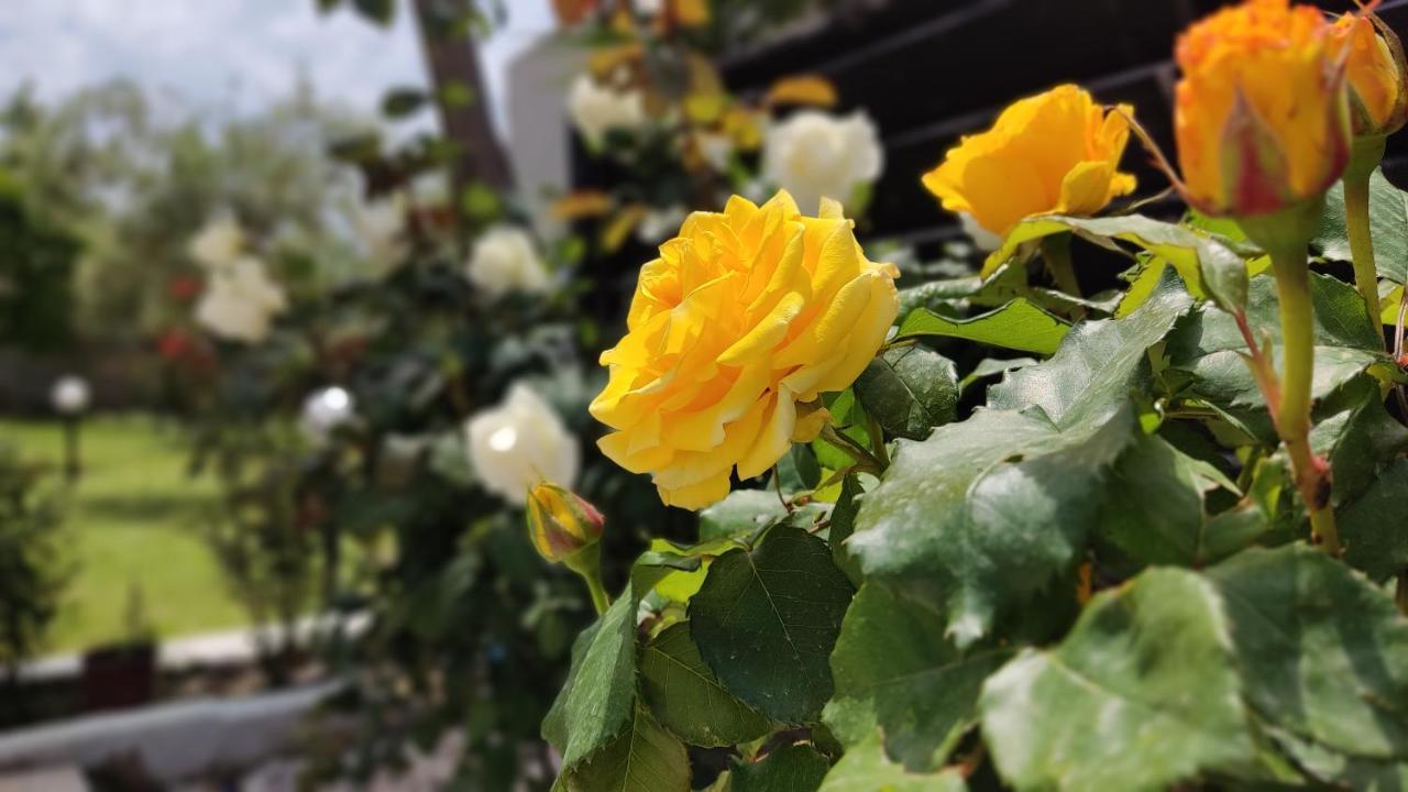 ニキティ Elina House And Gardenヴィラ エクステリア 写真