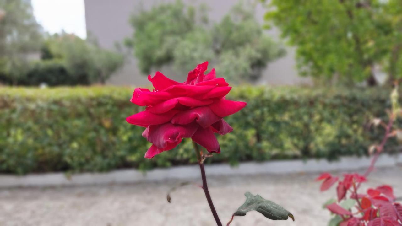 ニキティ Elina House And Gardenヴィラ エクステリア 写真