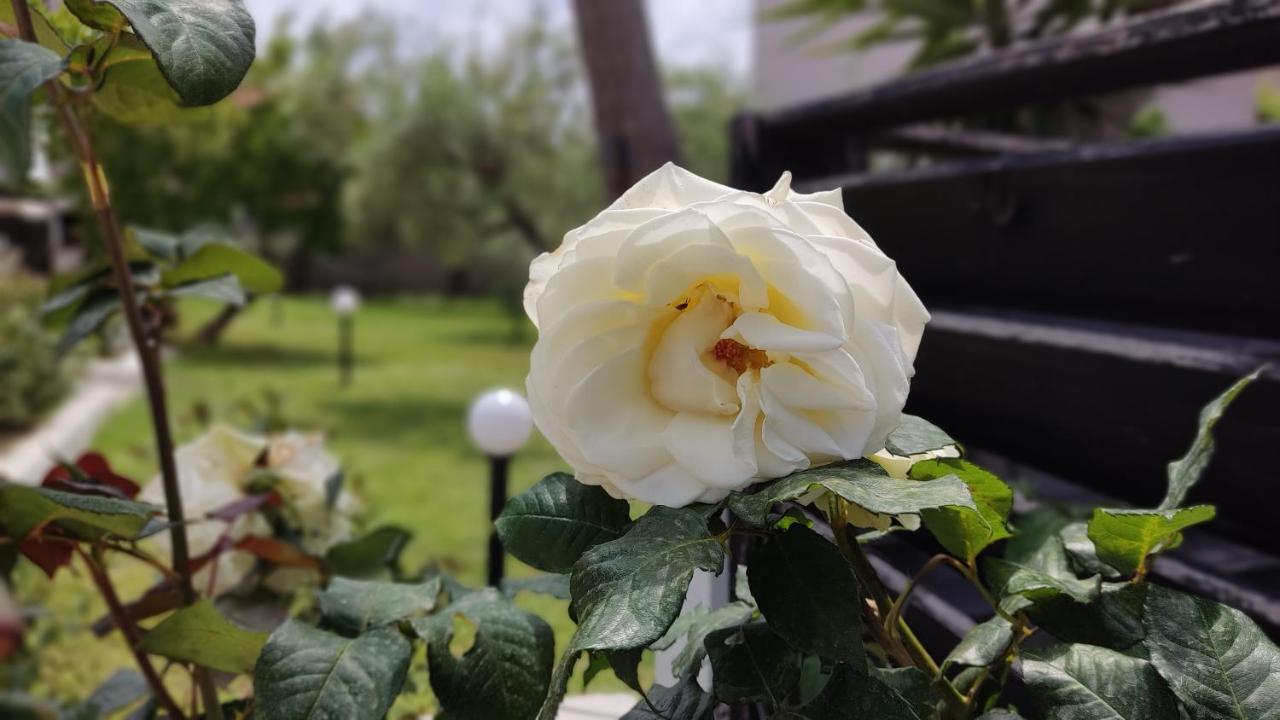 ニキティ Elina House And Gardenヴィラ エクステリア 写真